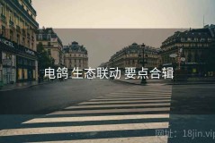 电鸽 生态联动 要点合辑